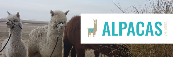 Alpacas Zeelandia in omgeving Zeeland