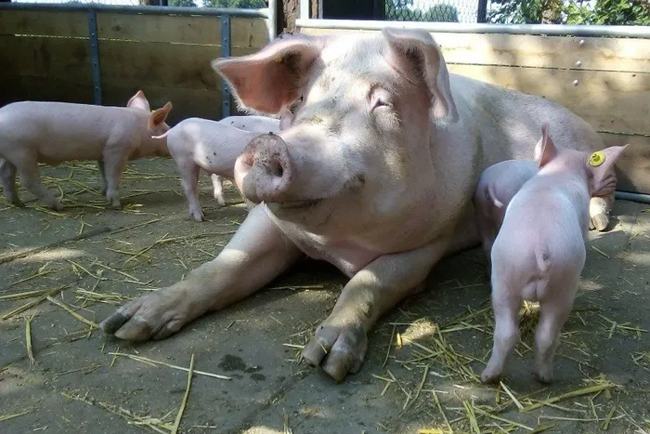 biggetjes genieten bij speel en beleefboerderij de roosendaal