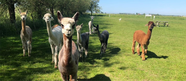 alpaca groep kerkwerve