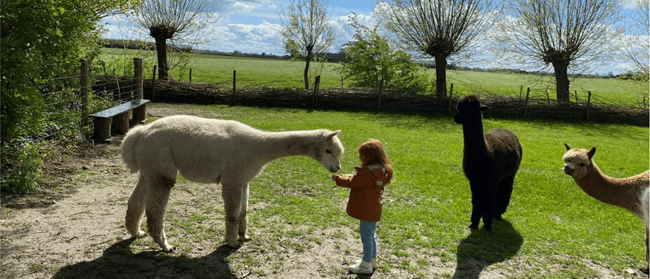 alpaca voeden kerkwerve