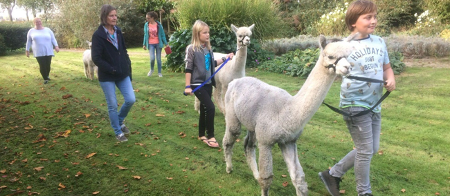 alpaca wandeling kerkwerve