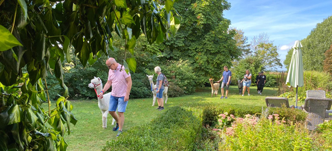 alpaca wandeling tuin kerkwerve